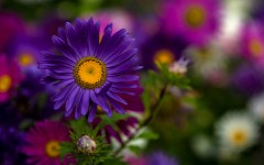 Desktop image. Flowers. ID:87046