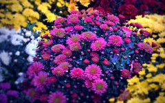 Desktop image. Flowers. ID:87094