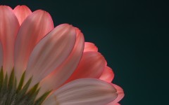 Desktop image. Flowers. ID:88797