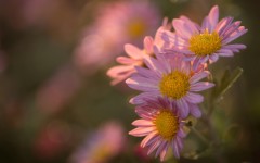 Desktop image. Flowers. ID:89148