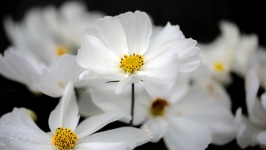 Desktop image. Flowers. ID:89516