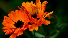 Desktop image. Flowers. ID:89763