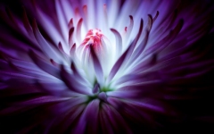 Desktop image. Flowers. ID:89998
