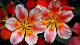Desktop image. Flowers. ID:90012