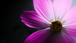 Desktop image. Flowers. ID:90142
