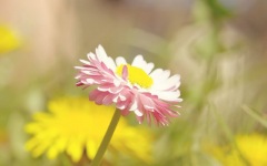 Desktop image. Flowers. ID:90775
