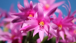Desktop image. Flowers. ID:90990