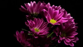 Desktop image. Flowers. ID:101124