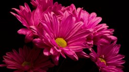 Desktop image. Flowers. ID:101686