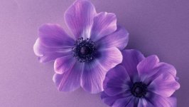 Desktop image. Flowers. ID:102346