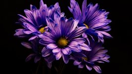 Desktop wallpaper. Blue Chrysanthemums