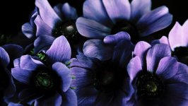 Desktop image. Flowers. ID:128084