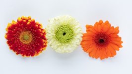 Desktop image. Flowers. ID:129822