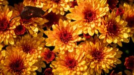 Desktop image. Flowers. ID:157471