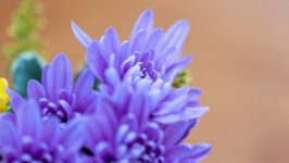Desktop image. Flowers. ID:158833
