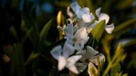 Desktop image. Flowers. ID:165141