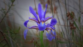 Desktop image. Flowers. ID:165143