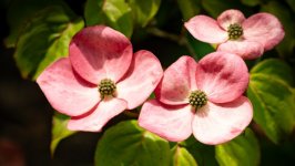 Desktop wallpaper. Flowers. ID:166785