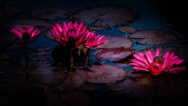 Desktop wallpaper. Flowers. ID:166800