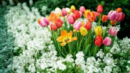 Desktop wallpaper. Flowers. ID:166928