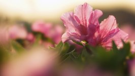 Desktop image. Flowers. ID:166948