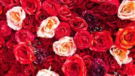 Desktop wallpaper. Flowers. ID:166997