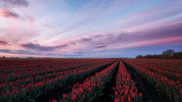 Desktop image. Flowers. ID:167283