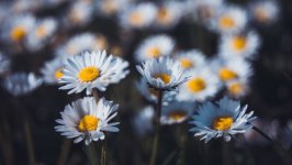 Desktop image. Flowers. ID:168046