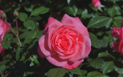 Desktop image. Flowers. ID:4530