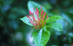 Desktop image. Flowers. ID:4533