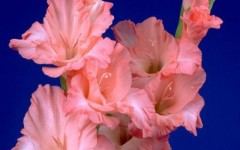 Desktop image. Flowers. ID:4534
