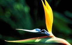 Desktop image. Flowers. ID:4535