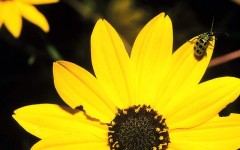 Desktop image. Flowers. ID:4537