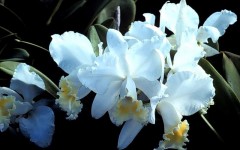 Desktop image. Flowers. ID:4540