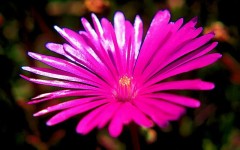 Desktop image. Flowers. ID:4541