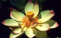 Desktop image. Flowers. ID:4542