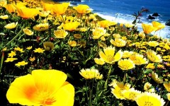 Desktop image. Flowers. ID:4546