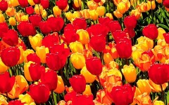 Desktop image. Flowers. ID:4547