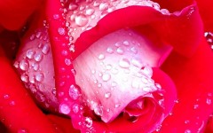 Desktop image. Flowers. ID:4548