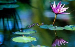 Desktop image. Flowers. ID:4552