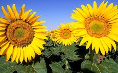 Desktop image. Flowers. ID:4558