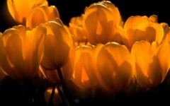 Desktop image. Flowers. ID:4559