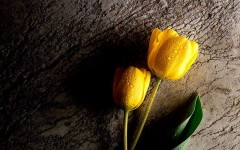 Desktop image. Flowers. ID:4560
