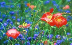 Desktop image. Flowers. ID:4562