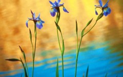 Desktop image. Flowers. ID:4563