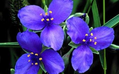 Desktop image. Flowers. ID:4564