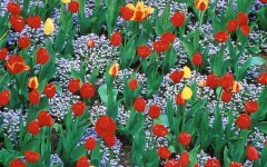 Desktop image. Flowers. ID:4565