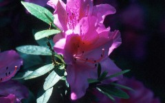 Desktop image. Flowers. ID:4570