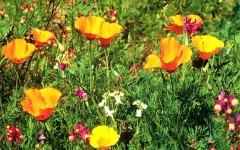 Desktop image. Flowers. ID:4571