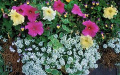Desktop image. Flowers. ID:4572